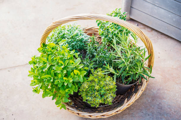 istock wicker basket full of aromatic plants placed on the ground 1312815482