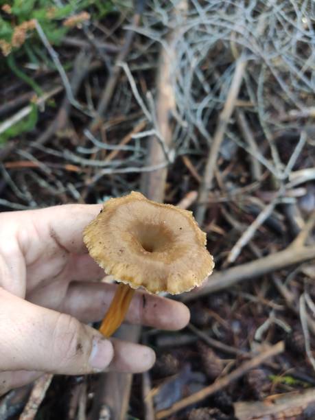 istock Craterellus tubaeformis,
Fungi 1312816703