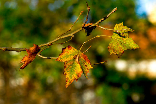 istock Autumn leaves in sunny day close up 1312817237