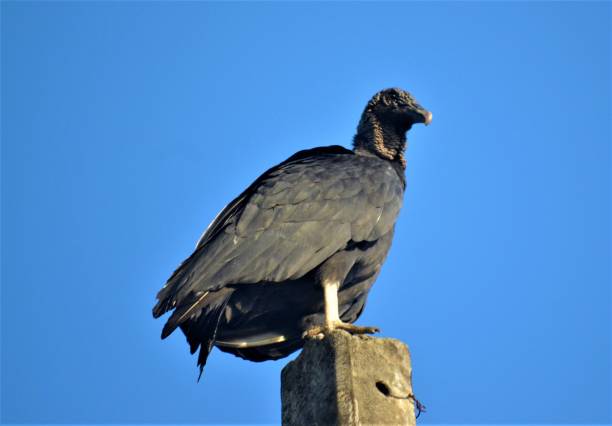 istock Vultures in Brazil 1312818714