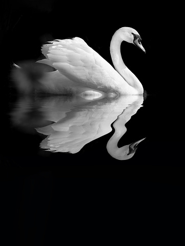 A mute swan on a pond and its reflection