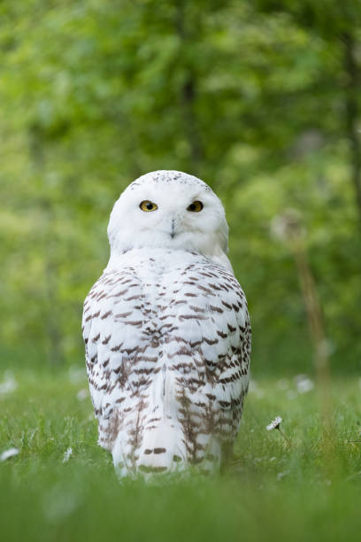 istock Snowy Owl - Bubo scandiacus 1312819679