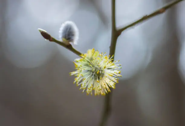 Closeup of two willow-catkins (pussy willows) on a branch - one flowering yellow catkin and one - small and white.