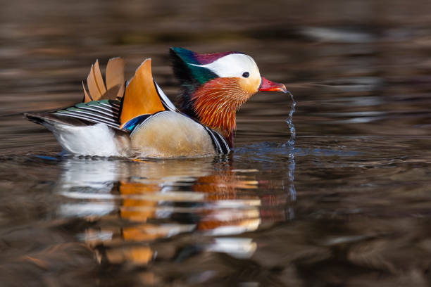 Mandarins duck