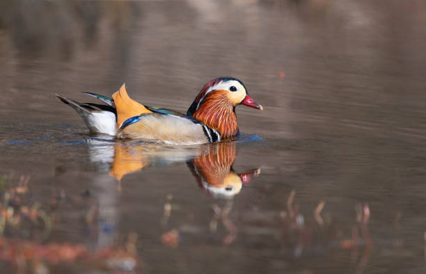 istock Mandarin duck, male bird 1312821187