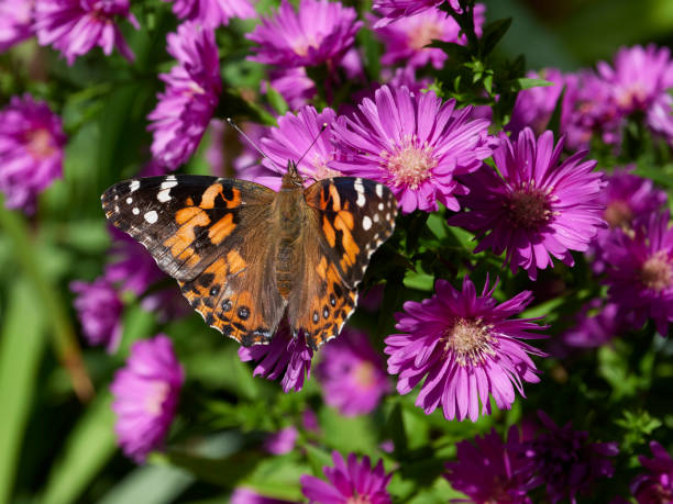 istock Monarch butterfly feeding on an aster 1312821927
