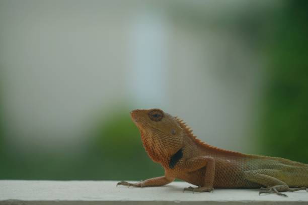 istock close-up Chameleon with green nature background 1312823386