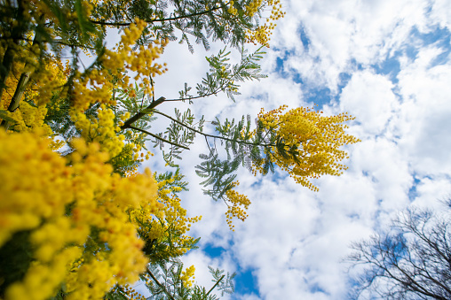 Mimosa flower in a Garden