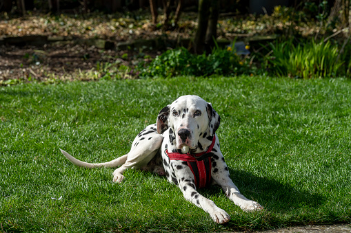 Dalmatian relaxing on a lawn.  He is also looking soulfully away from the camera.