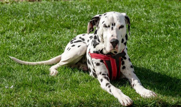 istock Dalmatian relaxing outdoors 1312823548