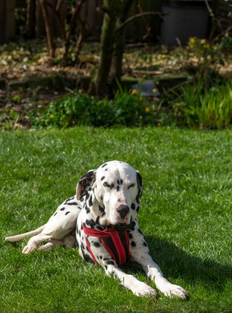 istock Dalmatian relaxing outdoors 1312823560