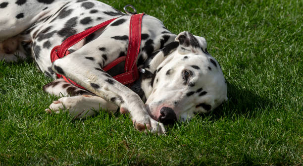 istock Dalmatian relaxing on a lawn 1312823574