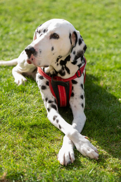 istock Dalmatian relaxing outdoors 1312823580