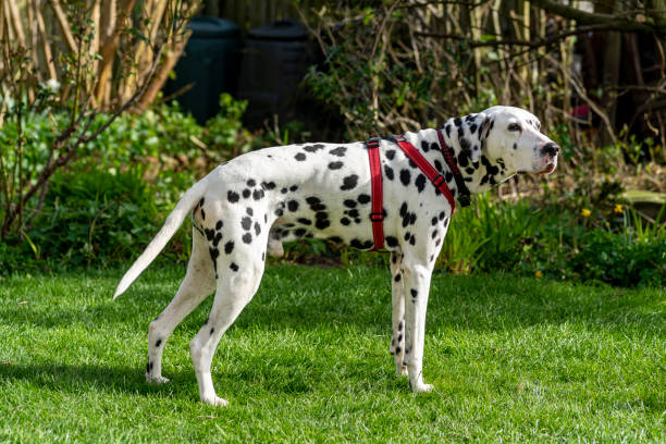 istock Dalmatian relaxing outdoors 1312823605