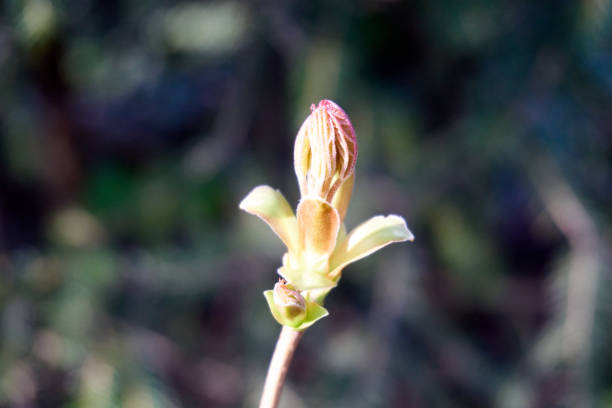 istock A closeup shot of a tree bud 1312823616