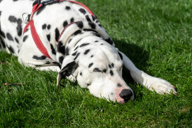 istock Dalmatian relaxing on a lawn 1312823629