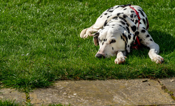 istock Dalmatian relaxing on a lawn 1312823654