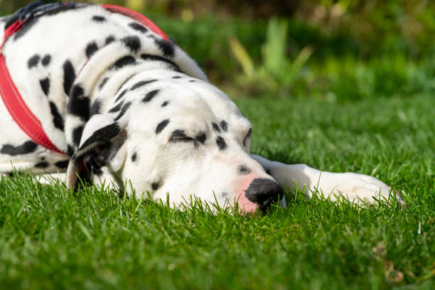 Dalmatian relaxing on a lawn