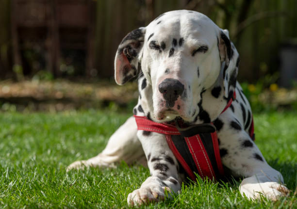istock Dalmatian relaxing on a lawn 1312824227
