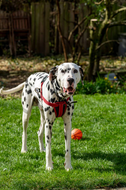 istock Dalmatian relaxing outdoors 1312824276