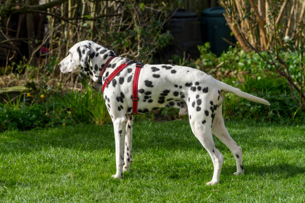 istock Dalmatian relaxing outdoors 1312824302