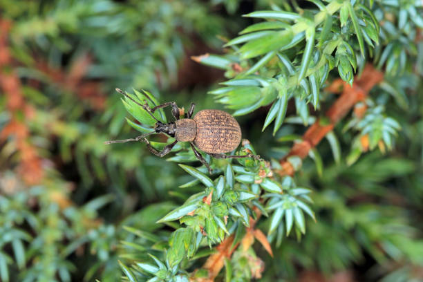 escarabajo de otiorhynchus (a veces otiorrhynchus) en coníferas. muchos de ellos, es decir, gorgojo de vid negra (o. sulcatus) o gorgojo de raíz de fresa (o. ovatus) son plagas importantes. - strawberry vine fotografías e imágenes de stock