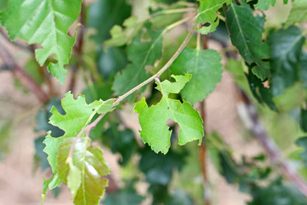 escarabajo de otiorhynchus (a veces otiorrhynchus) en coníferas. muchos de ellos, es decir, gorgojo de vid negra (o. sulcatus) o gorgojo de raíz de fresa (o. ovatus) son plagas importantes. - strawberry vine fotografías e imágenes de stock