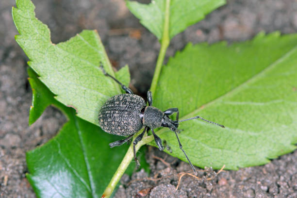 escarabajo de otiorhynchus (a veces otiorrhynchus) en coníferas. muchos de ellos, es decir, gorgojo de vid negra (o. sulcatus) o gorgojo de raíz de fresa (o. ovatus) son plagas importantes. - strawberry vine fotografías e imágenes de stock