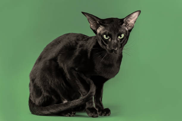 poważny dorosły stały czarny kot rasy orientalnej z żółto-zielonymi oczami siedzi na tle pistacjowym (zielonym). portret studyjny. - syczeć zdjęcia i obrazy z banku zdjęć
