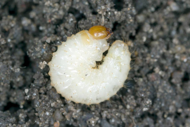 larva de otiorhynchus (a veces otiorrhynchus) curculionidae retirado del suelo. muchos de ellos, es decir, gorgojo de vid negra (o. sulcatus) o gorgojo de raíz de fresa (o. ovatus) son plagas importantes. - strawberry vine fotografías e imágenes de stock