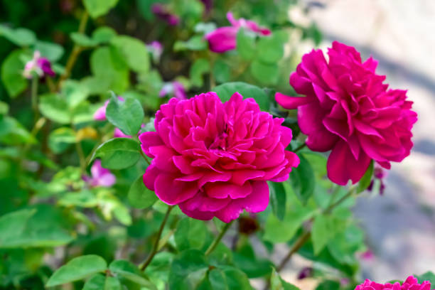 bogata szkarłatna róża odmiany darcey bussell rosnąca na klombu w ogrodzie lub parku, z bliska - bussell zdjęcia i obrazy z banku zdjęć