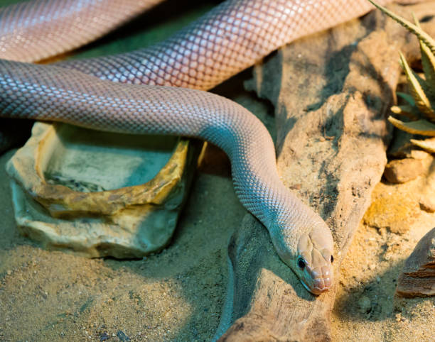 istock Baja Cflifornia Rat Snake. 1312825701