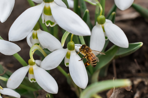 Big bee collects pollen in the garden.