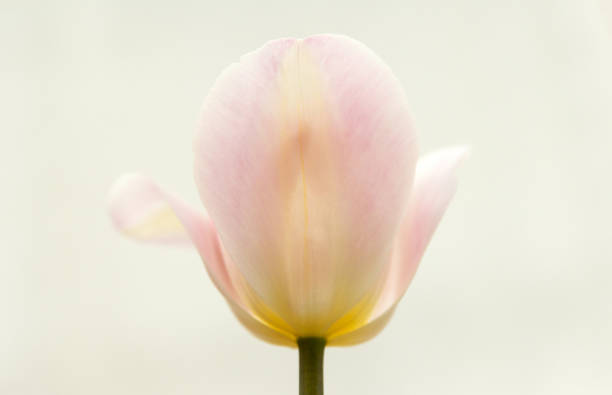 Flower and Light pink tulip structure close-up stock photo
