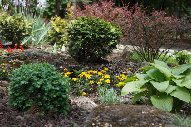 istock Spring garden, in which various plants and flowers are planted 1312828421