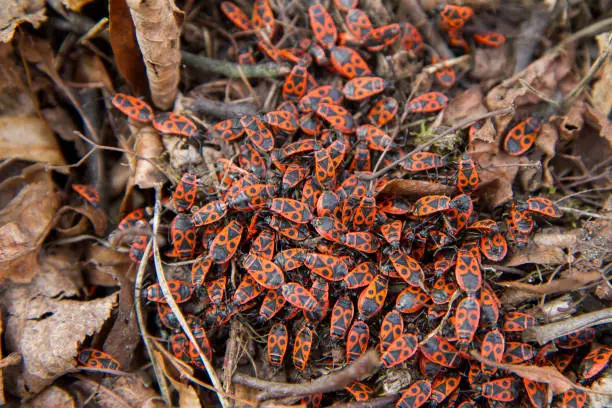 Photo of The firebugs