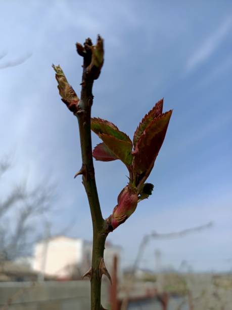 istock Spring flowers at the April garden 1312830341