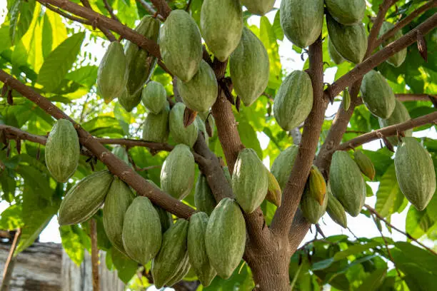 The cocoa tree with fruits, Cocoa-pods grow on the tree, cacao plantation in Thailand, Cocoa fruit hanging on the tree in the rainy season, Organic Cacao Tree in nature.