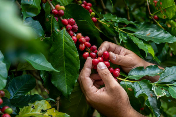istock Hand farmer picking coffee bean in coffee process agriculture background, Coffee farmer picking ripe cherry beans, Fresh coffee bean in basket, Close up of red berries coffee beans. 1312830604