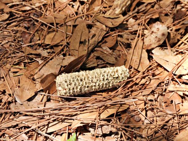 Corn on the cob without the kernels in the leaves