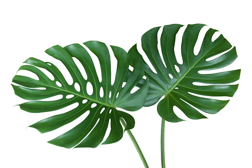 Monstera Deliciosa leaves isolated on white background