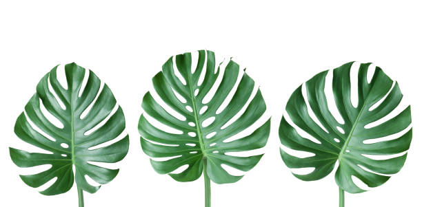 monstera leaves - rainforest cheese plant philodendron leaf vein imagens e fotografias de stock