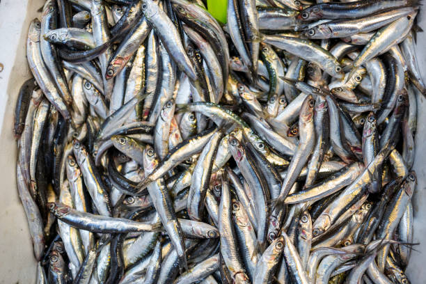 istock Fresh Anchovy on the fish counter. 1312834044