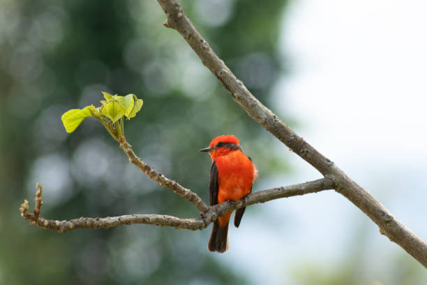 istock The vermilion flycatcher Pyrocephalus obscurus 1312834668