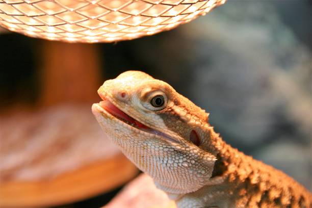 A happy pet lizard is basking under the heat lamp