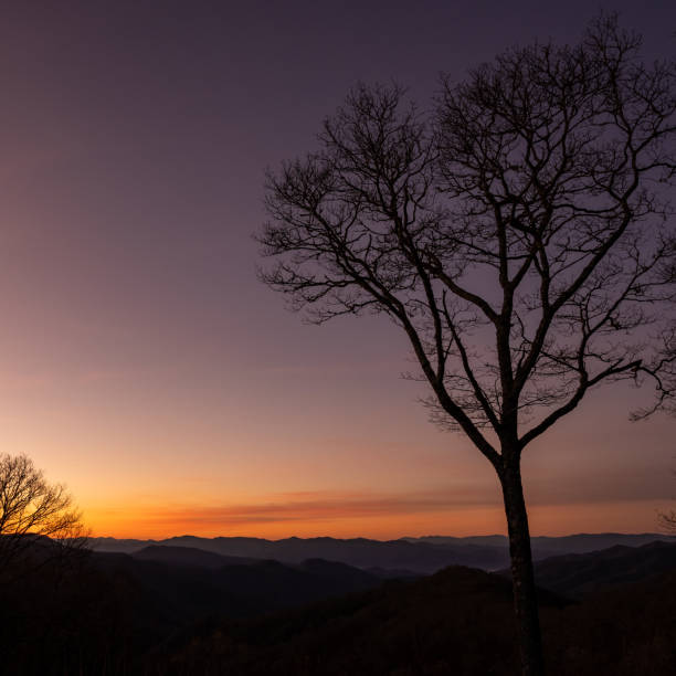 single bare tree steht hoch bei sonnenuntergang - great smoky mountains flash stock-fotos und bilder