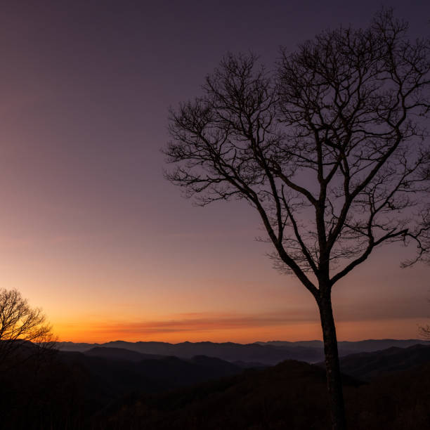 одно голое дерево стоит высокий на закате - great smoky mountains flash стоковые фото и изображения