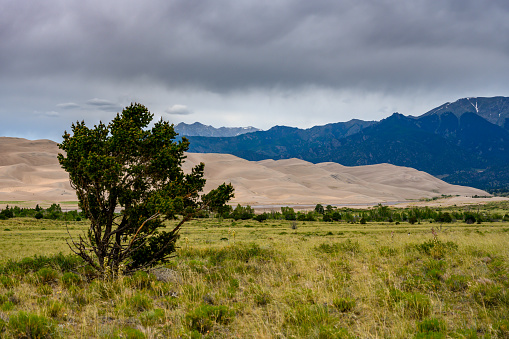 Single Tree With Sand Dunes in Background in Colorado summer