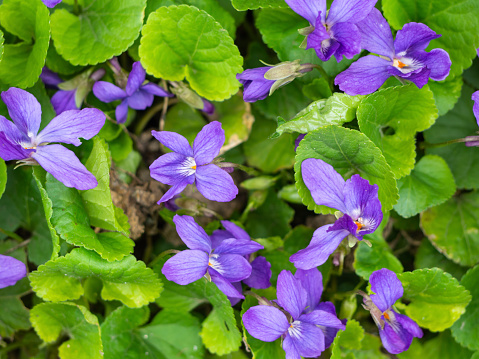 Spring flower background. Sweet violet. Top view of small blue-purple flowers surrounded by green leaves on a sunny day.