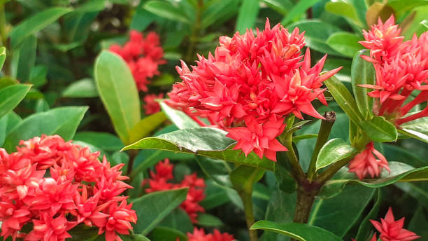 istock red flowers growing in the garden 1312836112